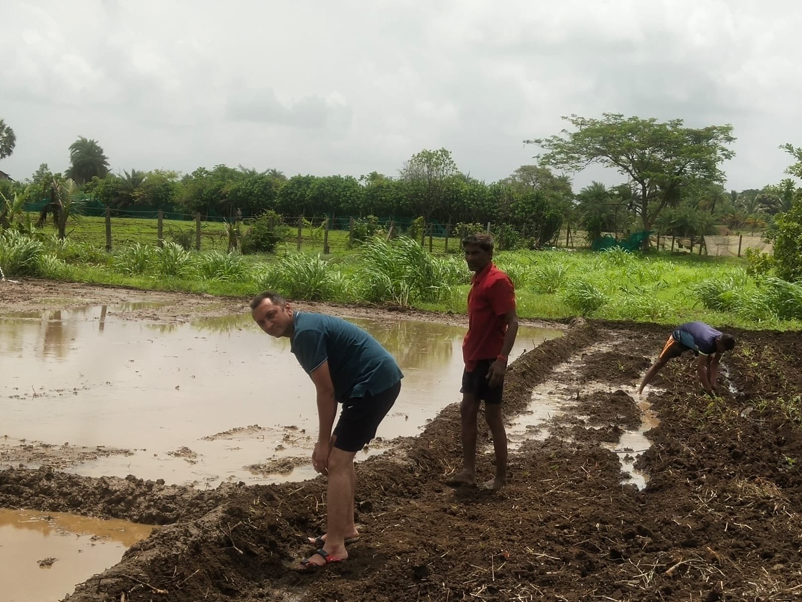 Tree Plantation and Soil Enrichment Drive