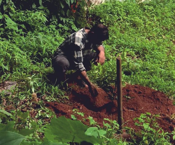 Tree Plantation and Soil Enrichment